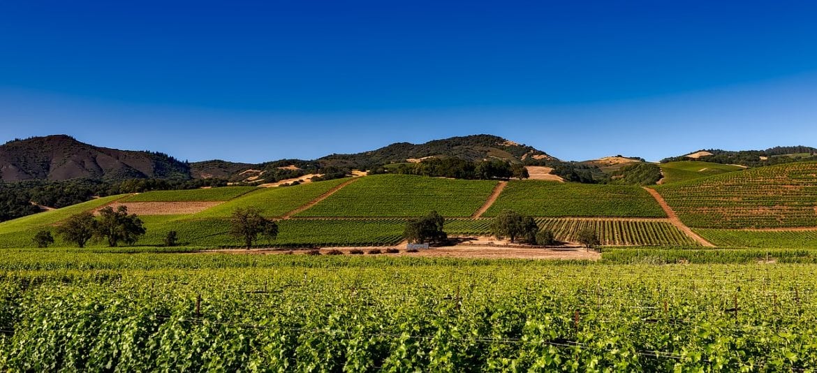 Napa Valley Winery Vineyards Vine California Wine